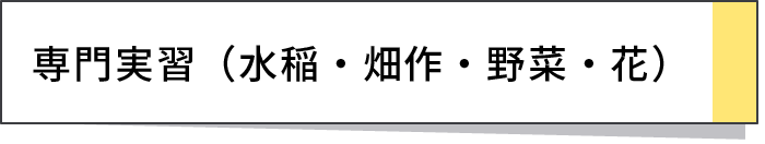 専門実習（水稲・畑作・野菜・花）